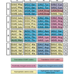 Genetic Code Chart PDF 