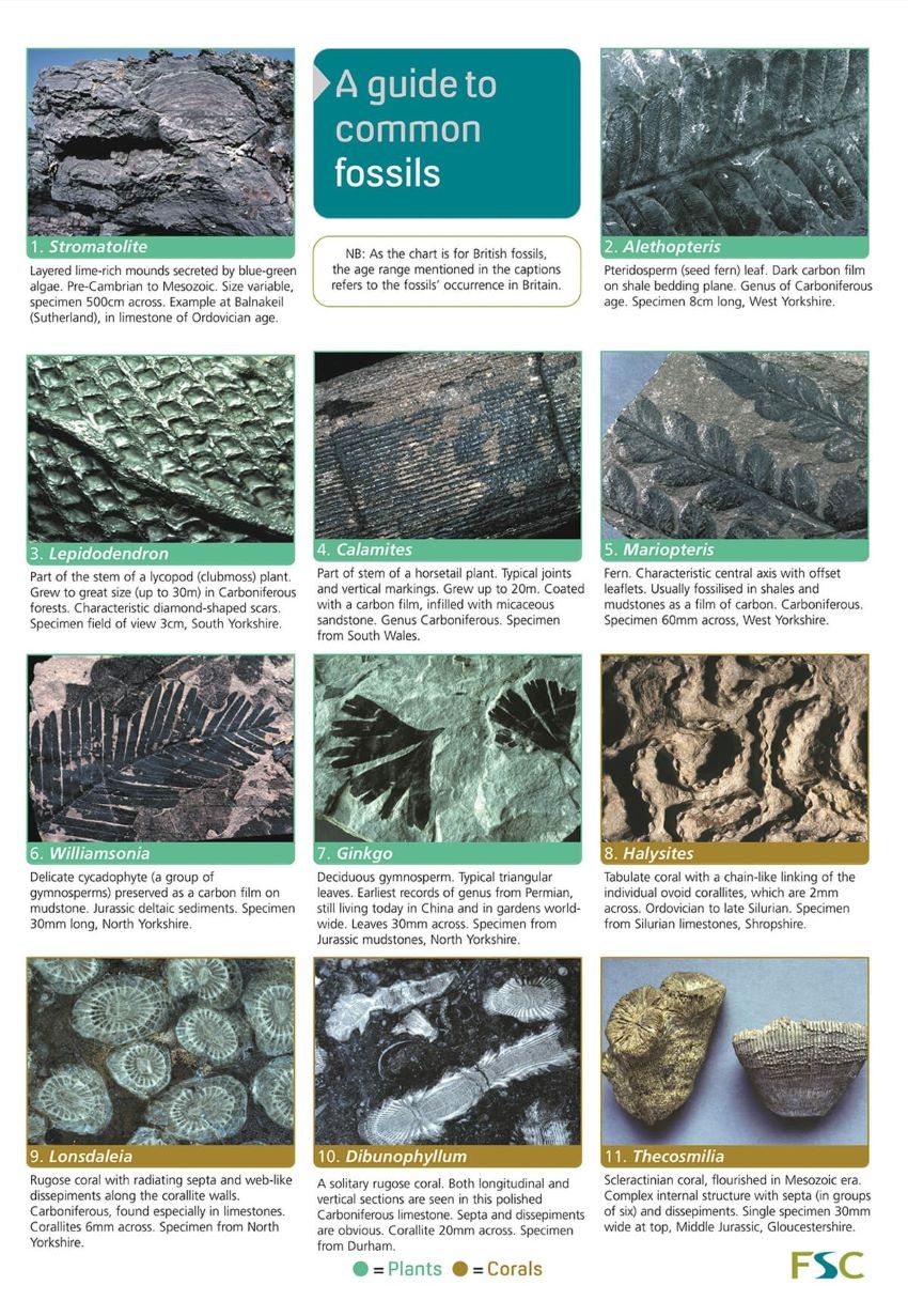 Guide To Common Fossils