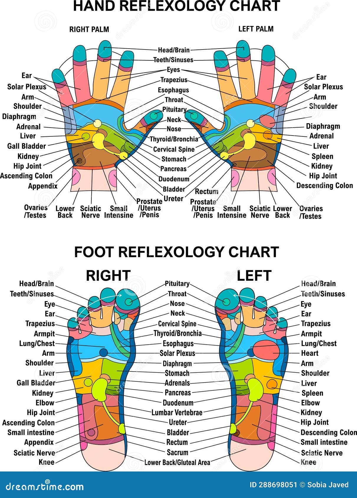 Hand Foot Reflexology Chart Planter Dorsal Medial Lateral Map Colorful Stock Vector Illustration Of Chart Hands 288698051