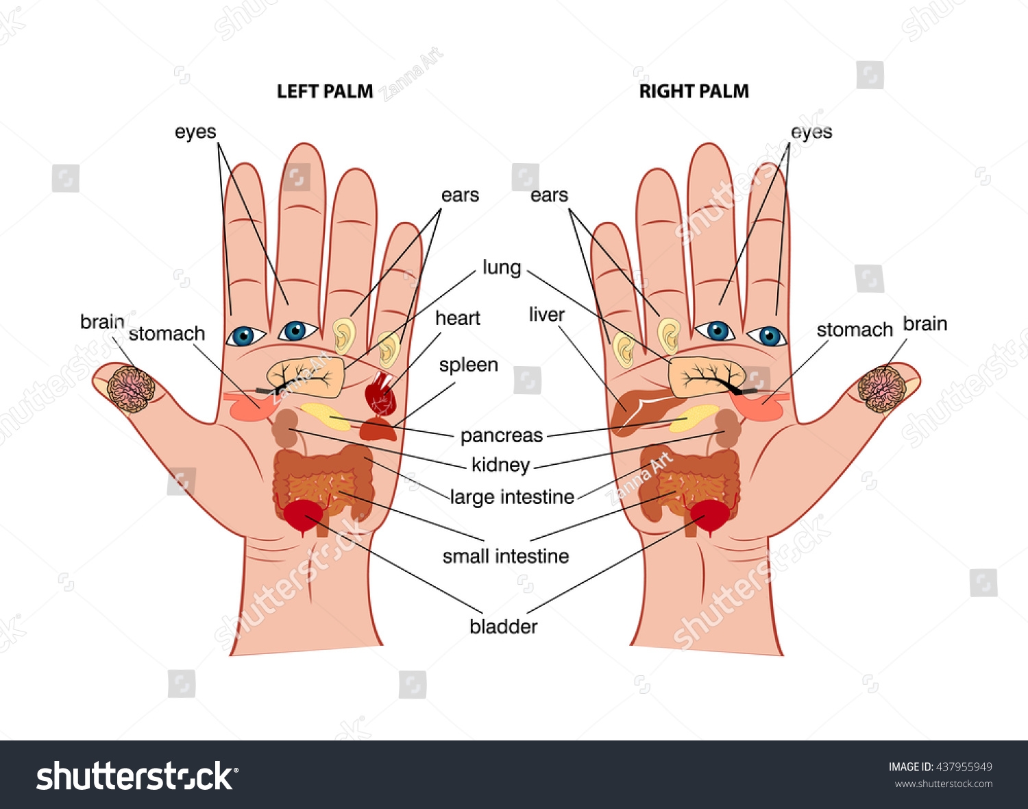 Free Printable Hand Reflexology Chart