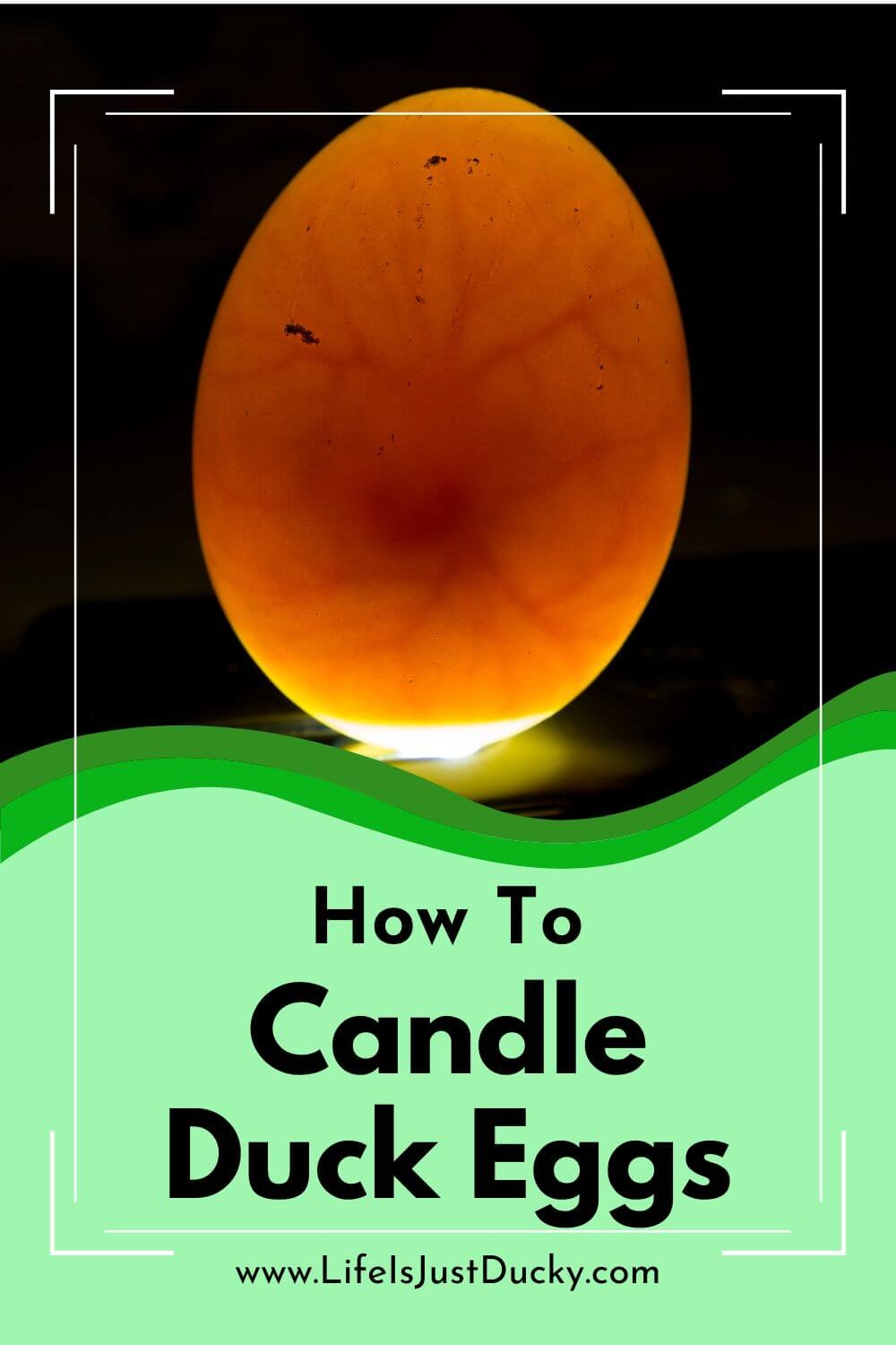 Hatching Duck Eggs With An Incubator For Better Hatch Rates Life Is Just Ducky