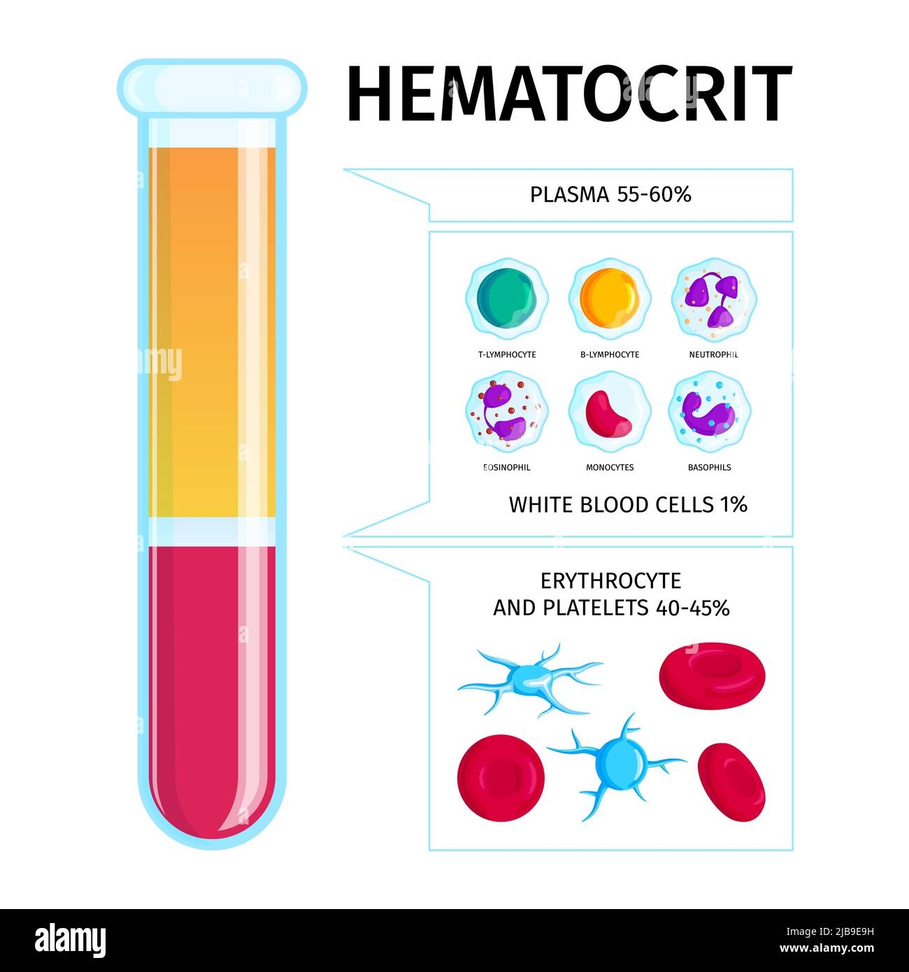 Hematocrit Level Test Tube Infographic Presentation With Plasma White And Red Blood Cells Percentages Chart Vector Illustration Stock Vector Image Art Alamy
