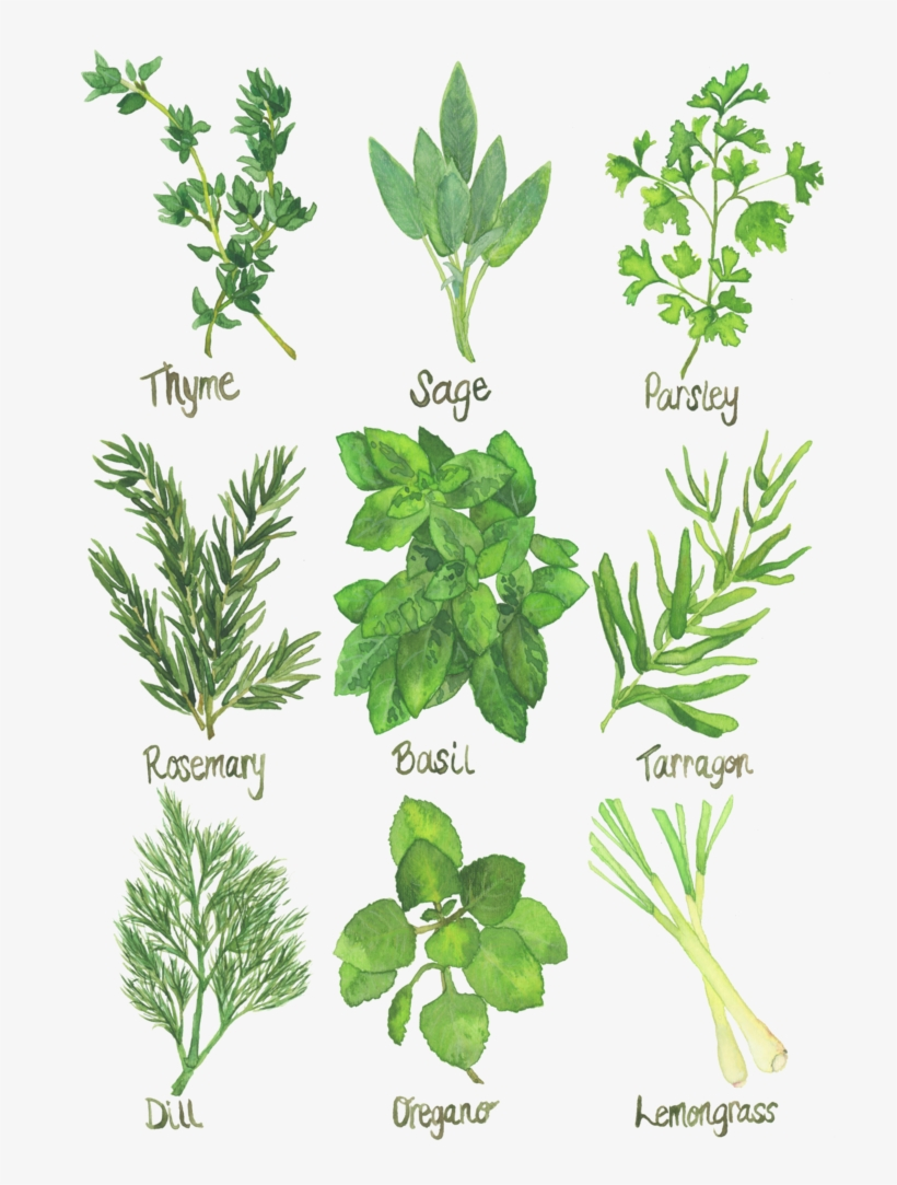 Herb Chart Kitchen Art Watercolor Print Herb Chart Transparent PNG 805x1024 Free Download On NicePNG
