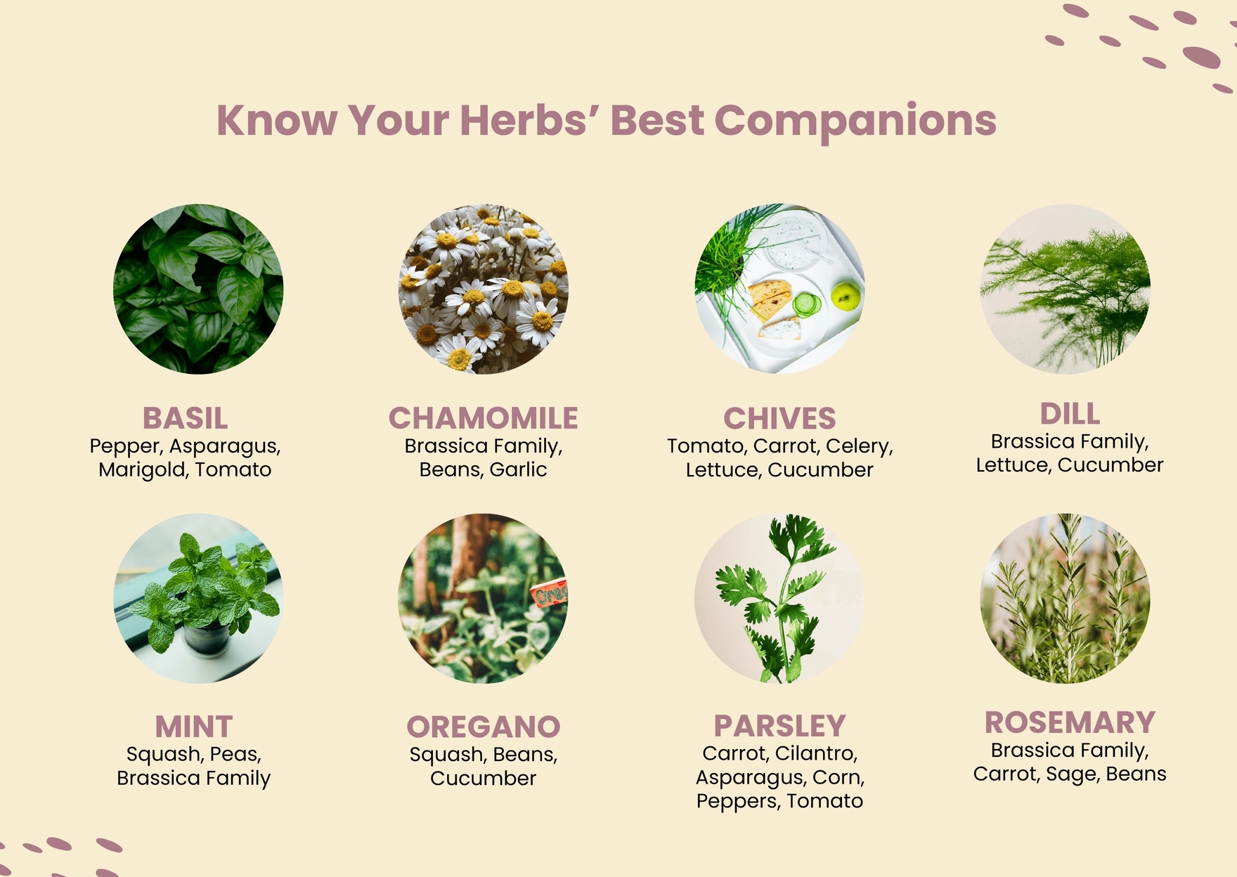 Herb Companion Planting Chart In Illustrator PDF Download Template Herb Companion Planting Chart In Illustrator PDF Download Template