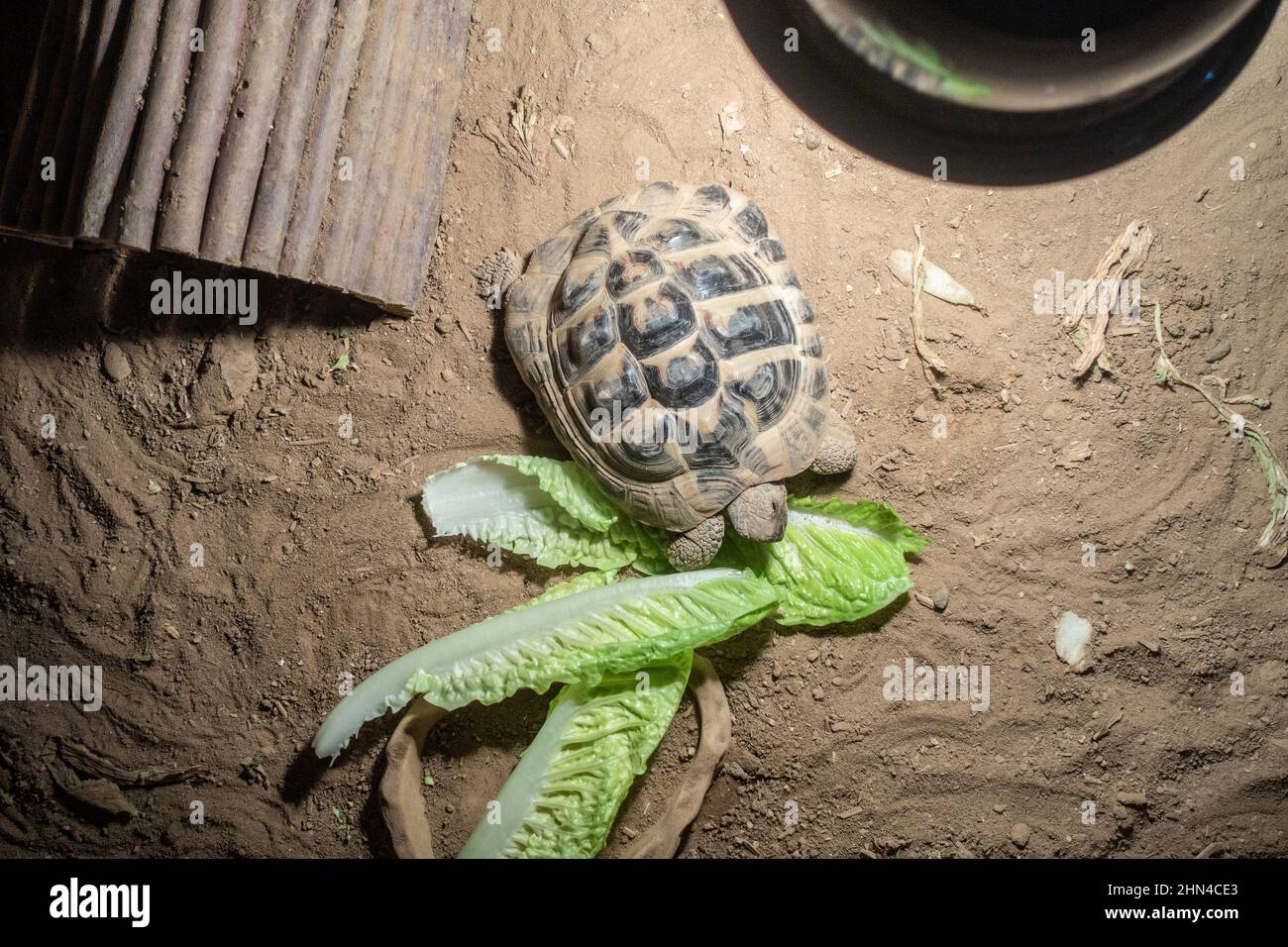 Printable Hermann Tortoise Food Chart