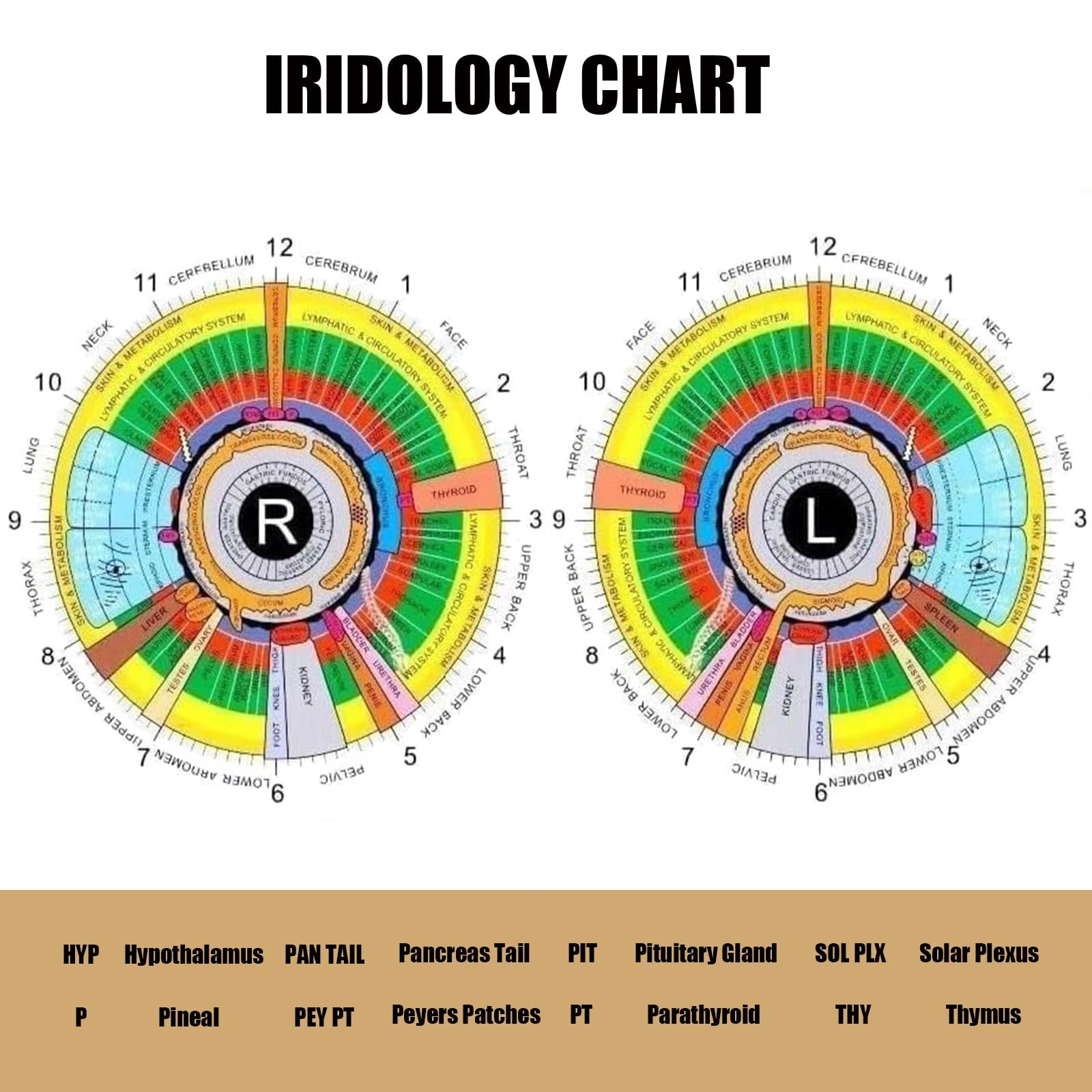 Printable Iridology Chart