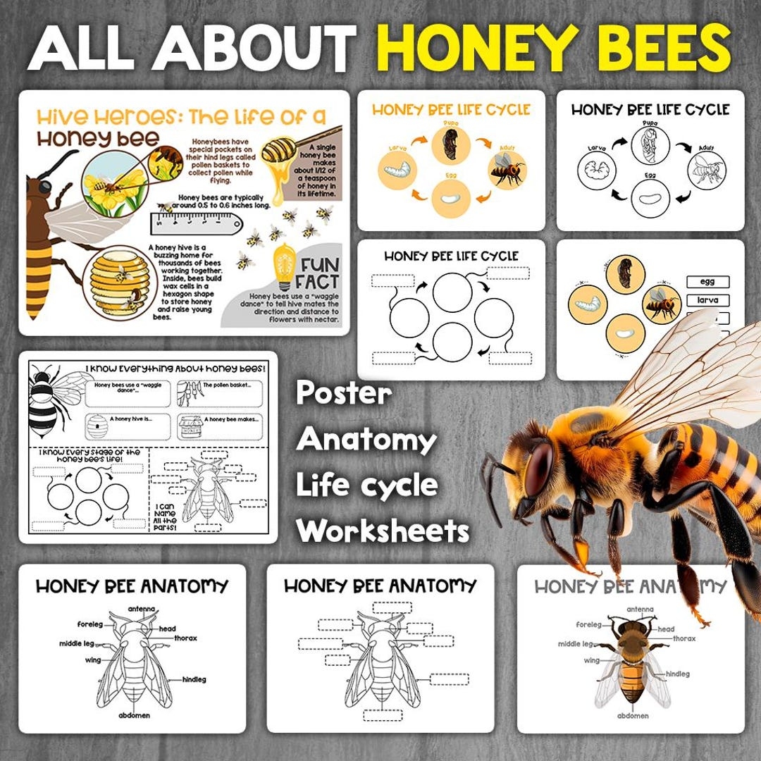 Honey Bee Life Cycle Of A Honey Bee Body Parts Of A Honey Bee Labeled Anatomy Of A Bee Printable Bee Activity For Kids Bee Infographic Etsy