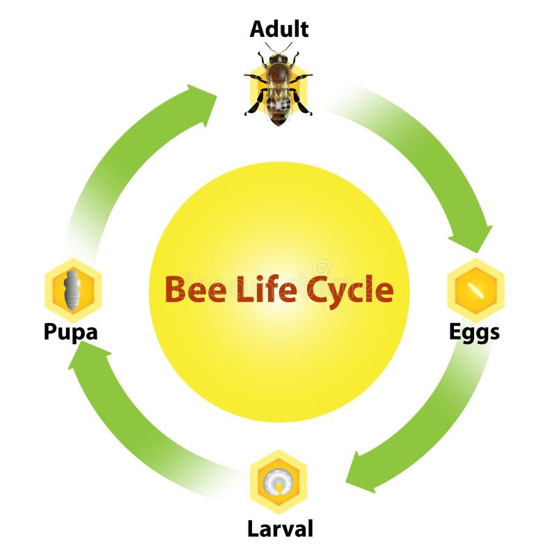 Honey Bee Life Cycle Stock Illustrations 609 Honey Bee Life Cycle Stock Illustrations Vectors Clipart Dreamstime