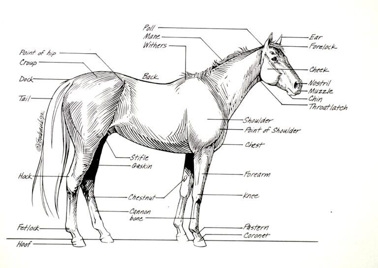Horse Anatomy I Mikki Senkarik