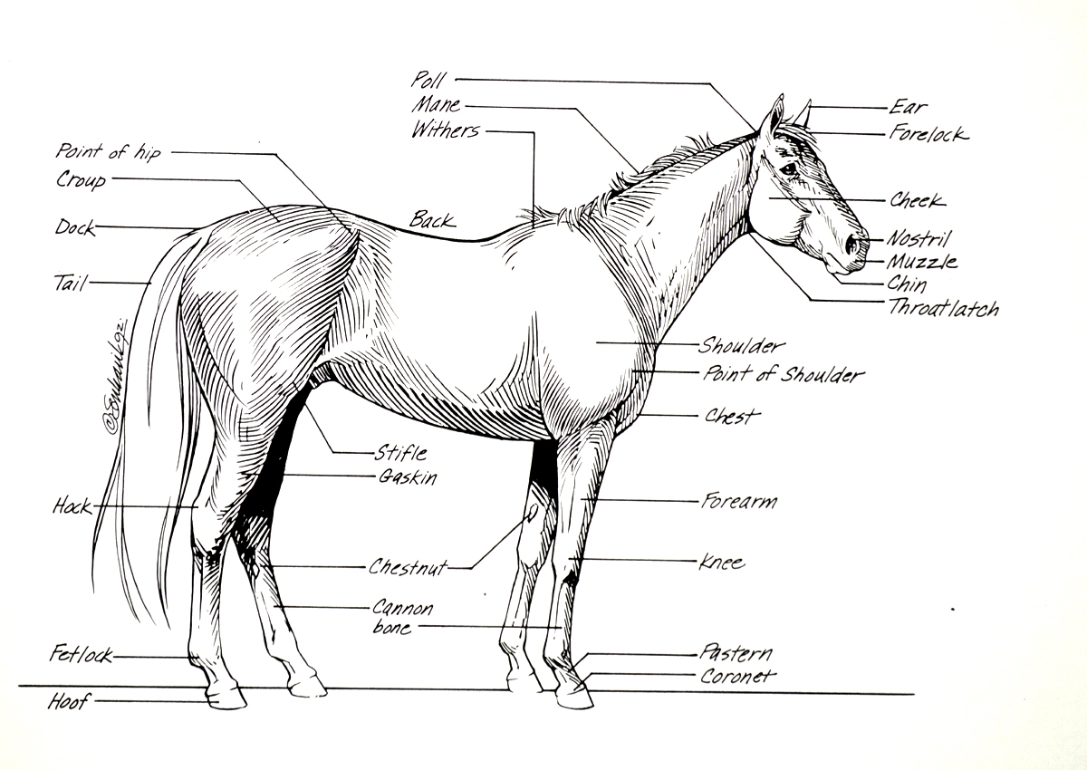Horse Anatomy I Mikki Senkarik Horse Anatomy I Mikki Senkarik
