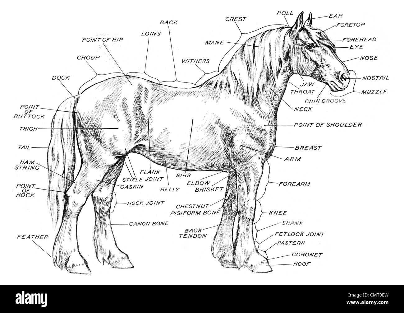 Horse Anatomy Print Black And White Stock Photos Images Alamy Horse Anatomy Print Black And White Stock Photos Images Alamy