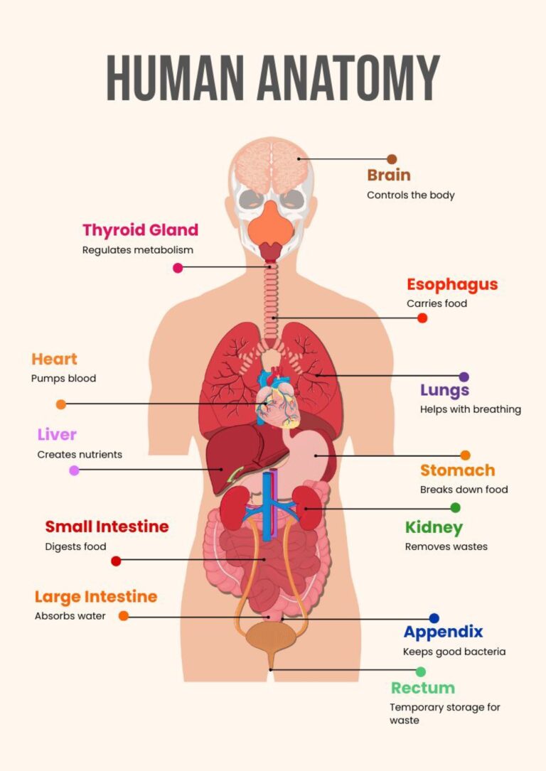 Human Anatomy Chart In Illustrator PDF Download Template
