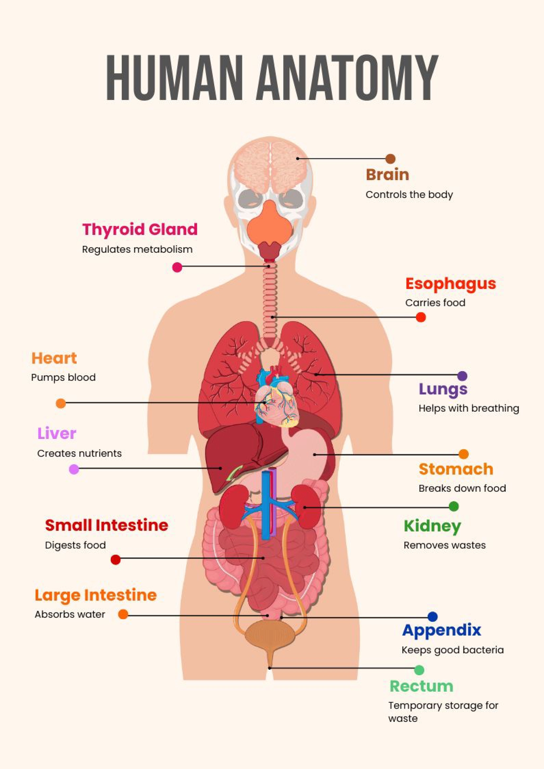 Human Anatomy Chart In Illustrator PDF Download Template