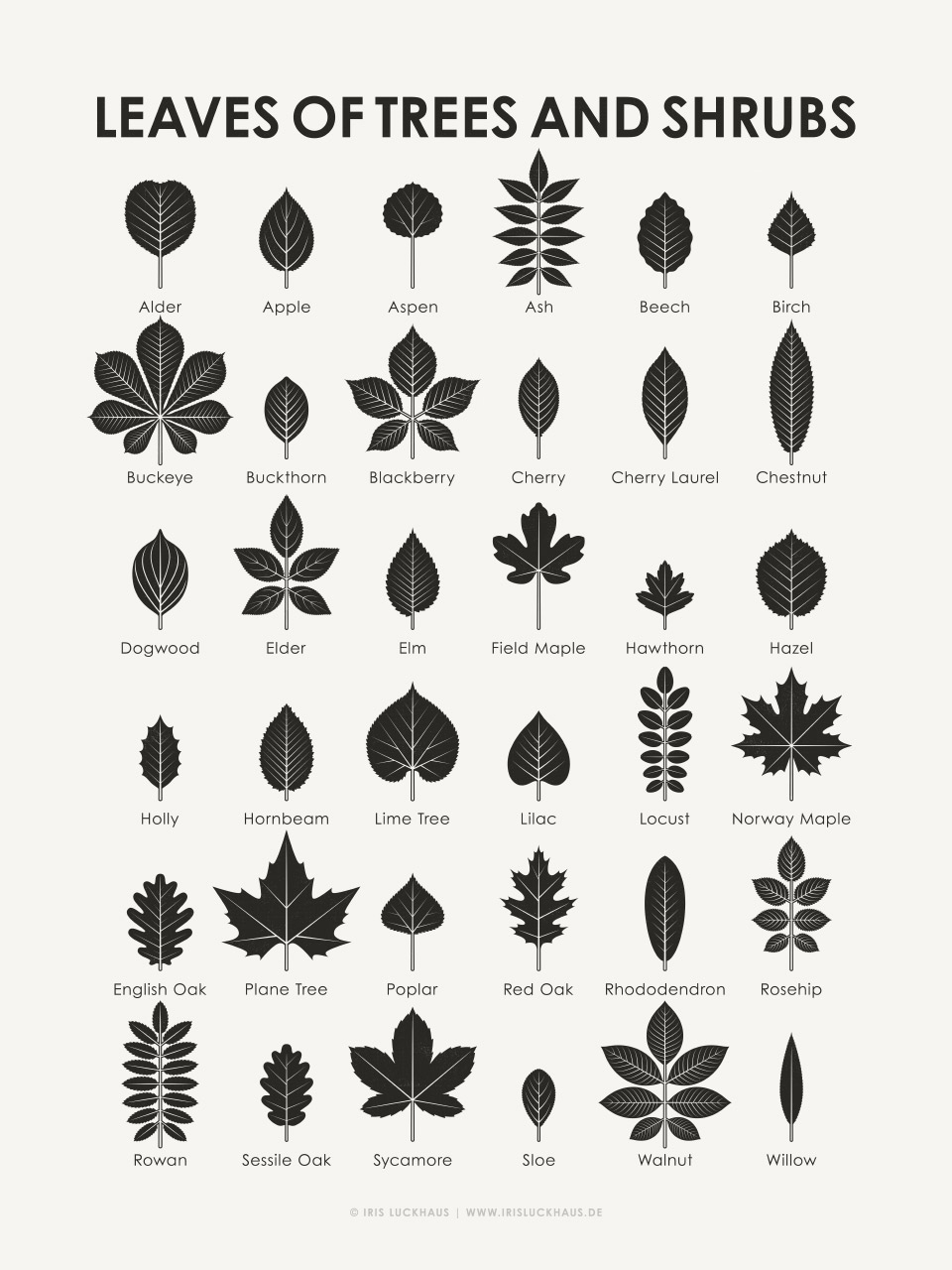 Leaf Identification Chart Printable Leaf Identification Chart Printable