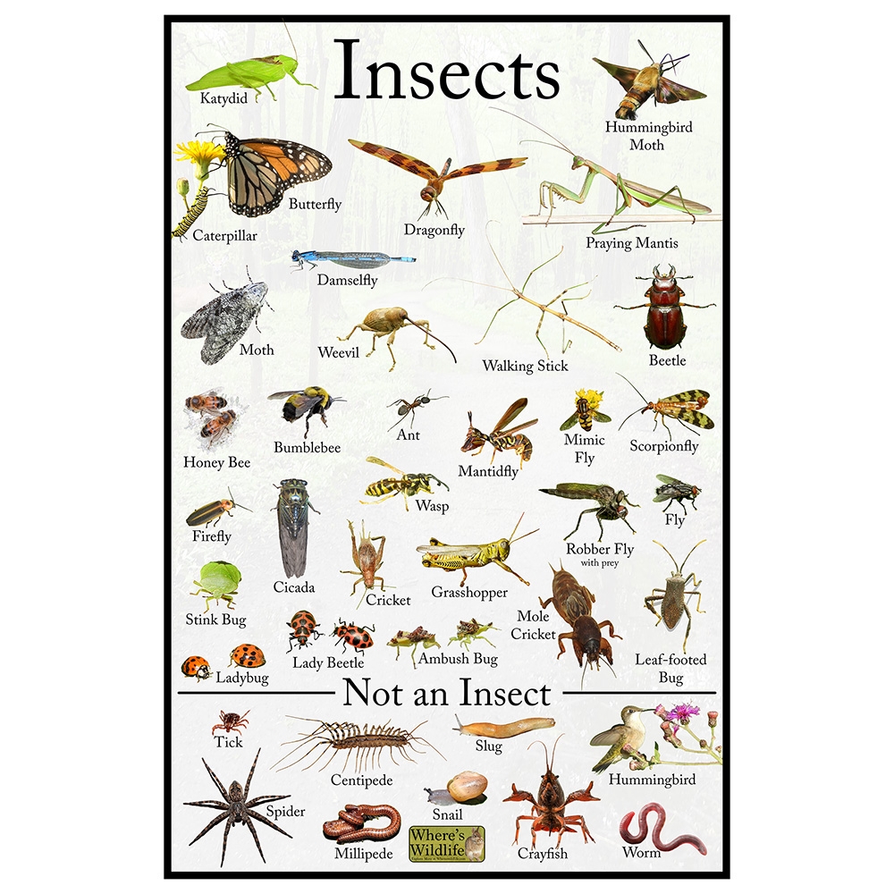 Printable Insect Orders Chart