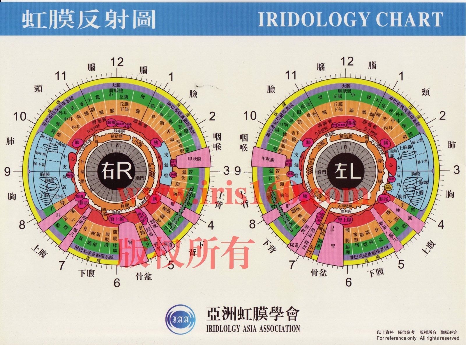 Iridology Chart Printable