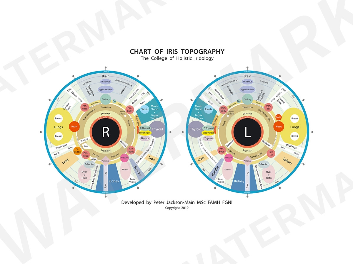 Iridology Chart The Natural Centre