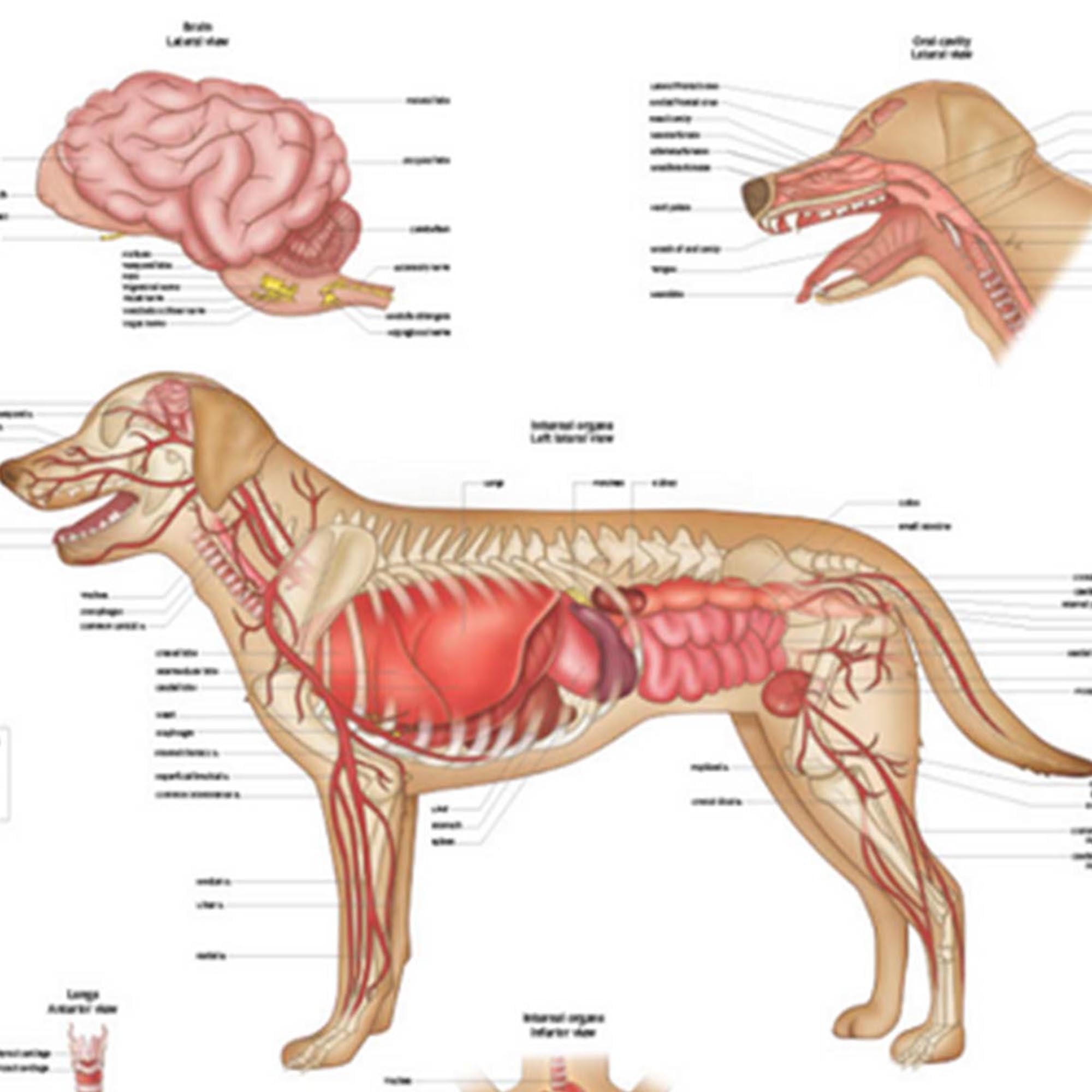 Printable Dog Anatomy Chart