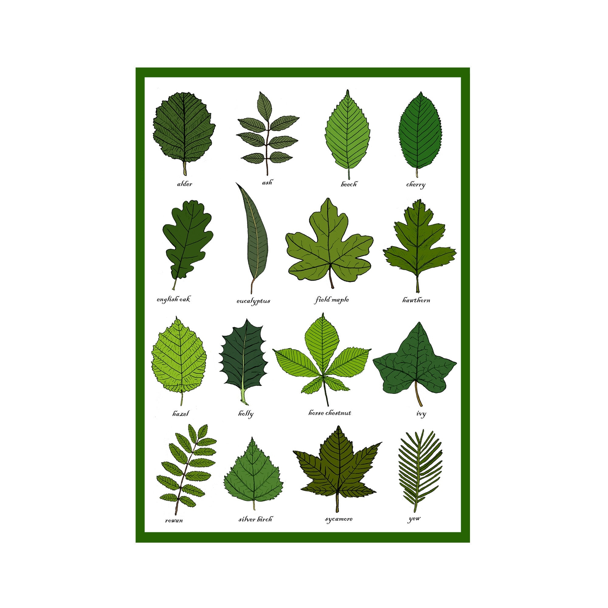 Printable Leaf Identification Chart