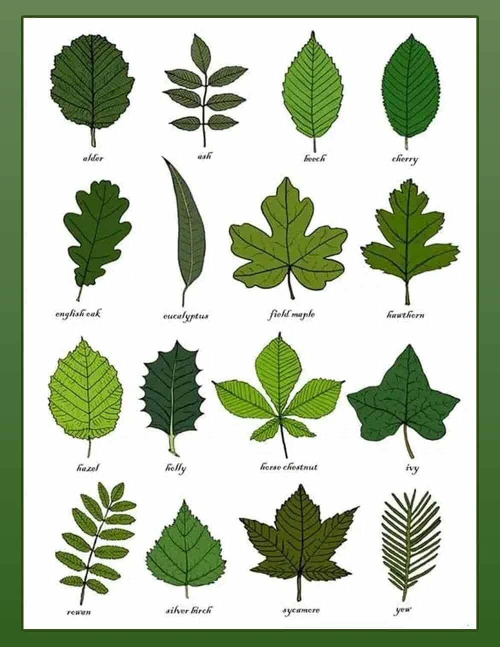Free Printable Leaf Identification Chart