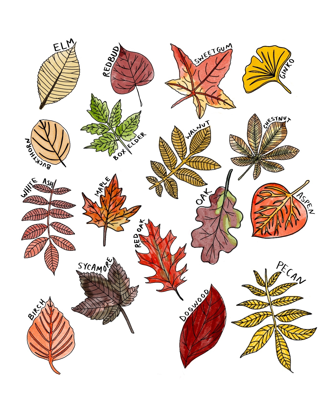 Leaves Chart Coloring Page Homestead Mamas