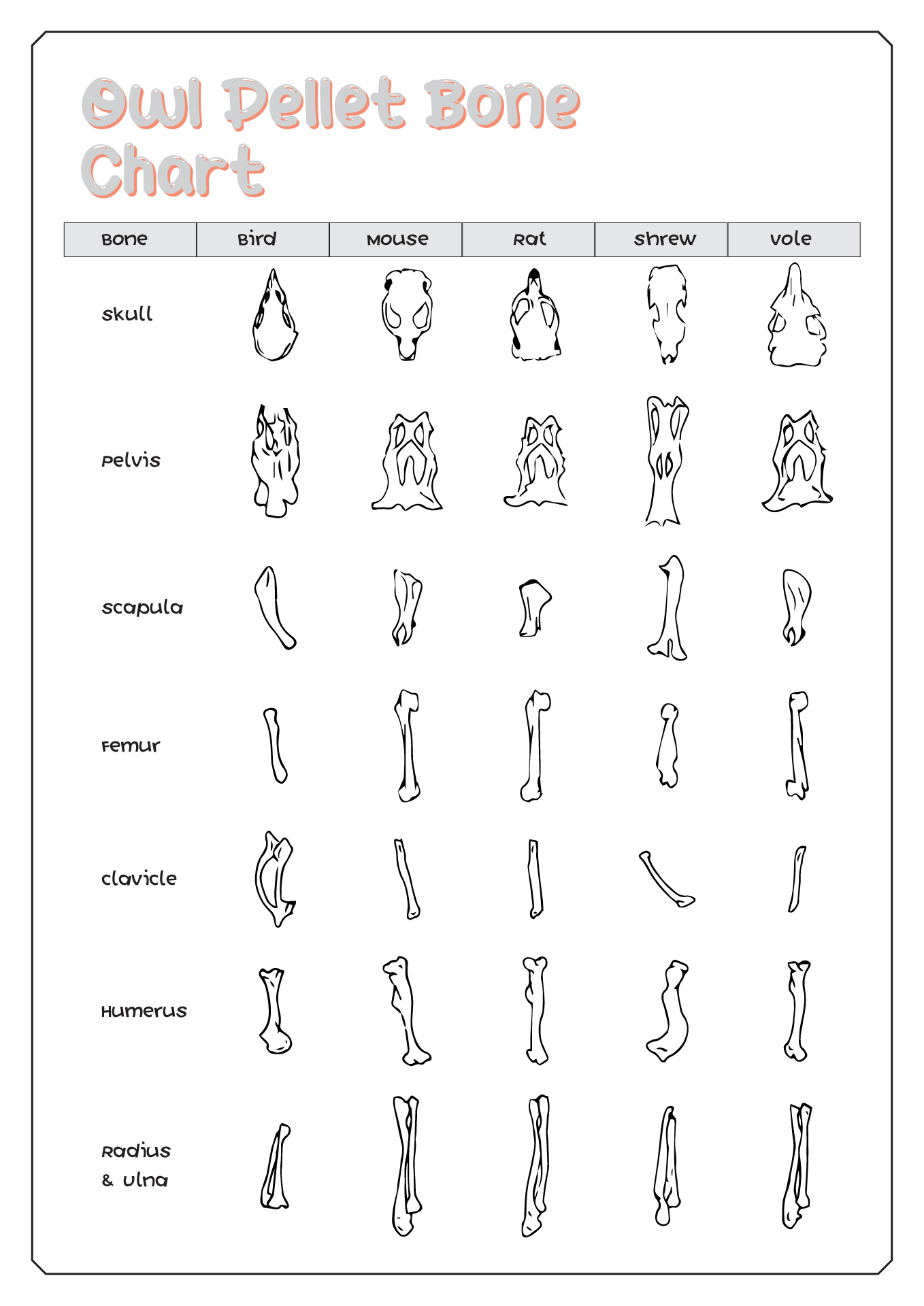 Legend Of The Guardians The Owls Of Ga hoole 30 Large Kit Includes Bone Sorting Sheets Teacher s Guide 1 5 2 Owl Pellets