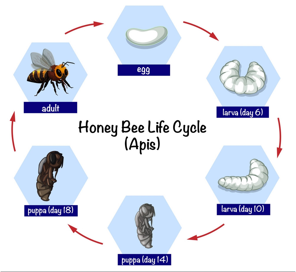 Printable Honey Bee Life Cycle Chart