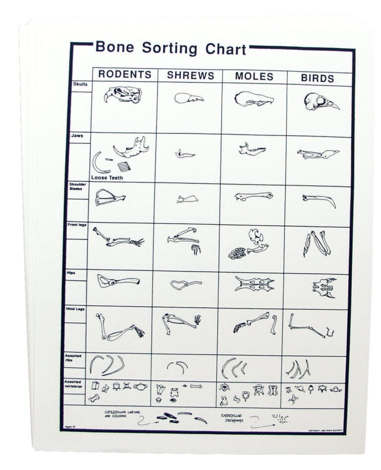 MansionSchools Owl Pellet Bone Sorting Charts Pack Of 15 Learning Science