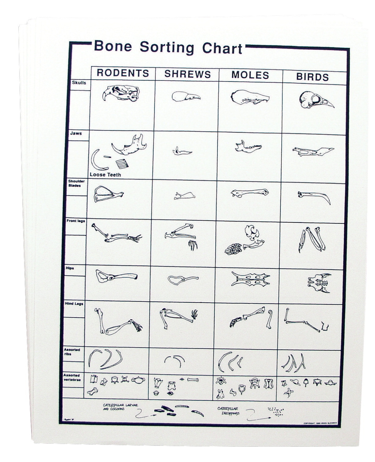 MansionSchools Owl Pellet Bone Sorting Charts Pack Of 15 Learning Science
