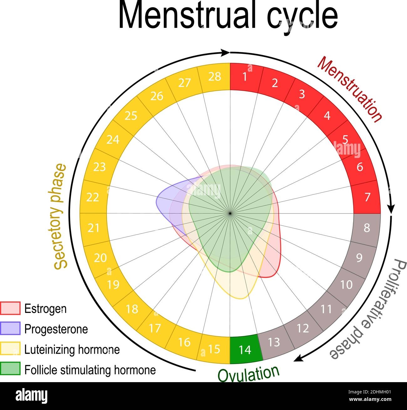 Menstrual Cycle Chart Hi res Stock Photography And Images Alamy