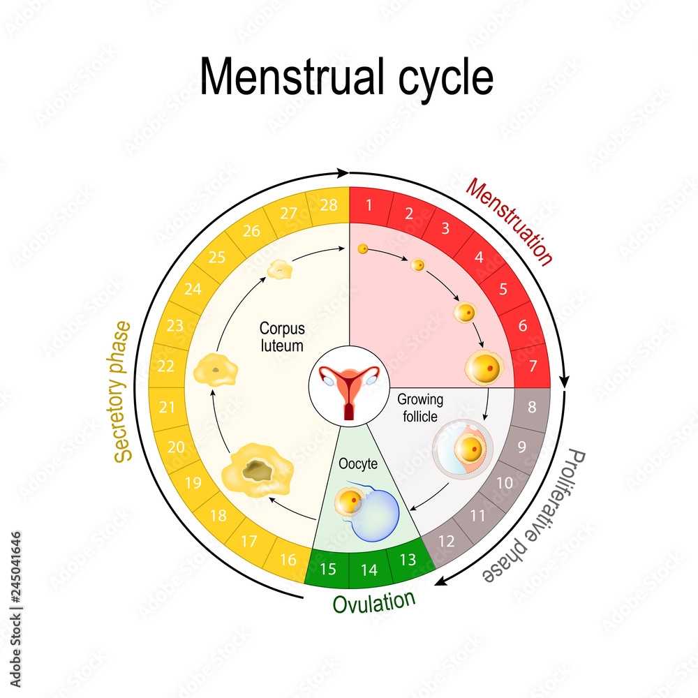 Free Printable Menstrual Cycle Chart Printable