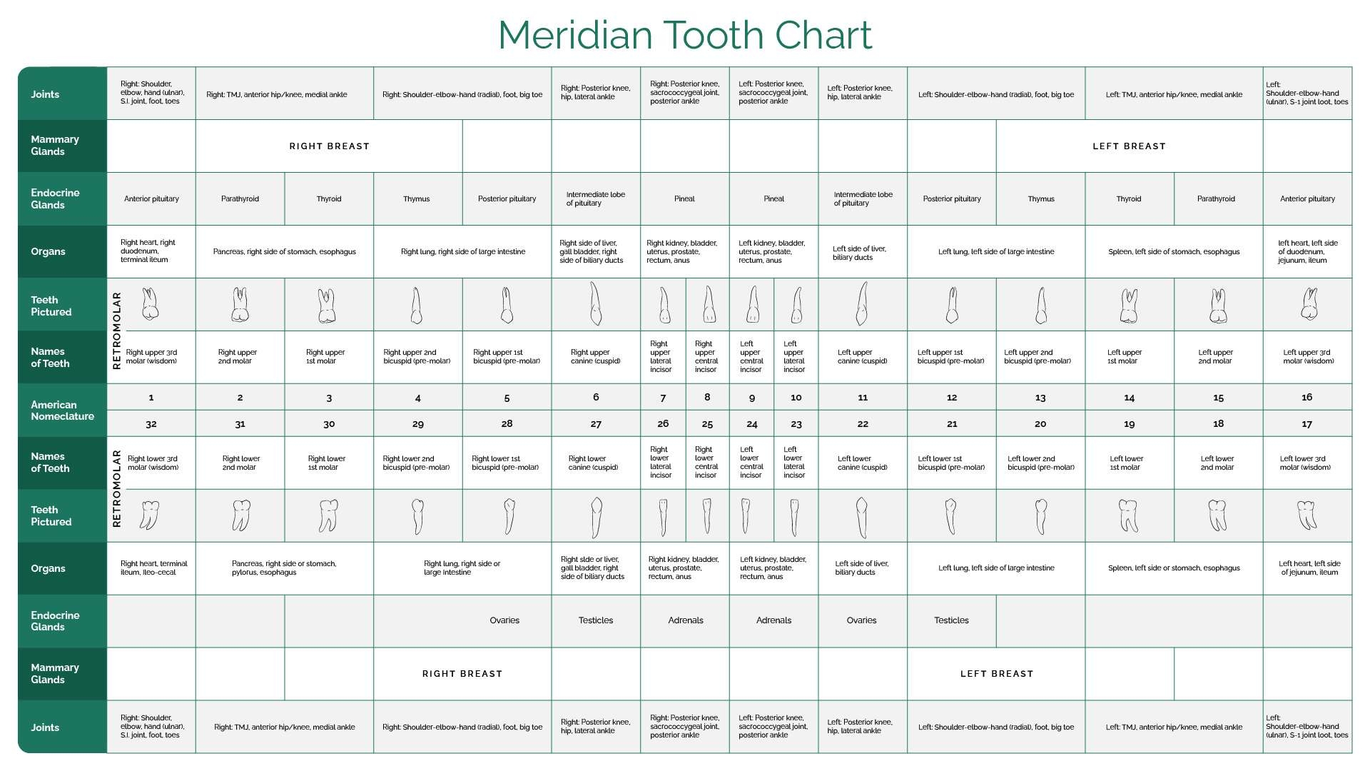 Meridian Tooth Chart Wisconsin s 1 Biological Holistic Dentist