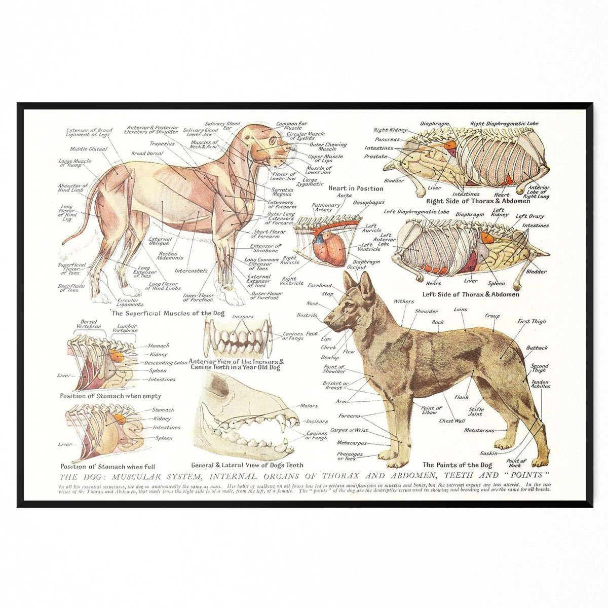 Muscles Organs Of The Dog Animal Anatomy Science Poster A5 A4 A3 A2 A1 EBay