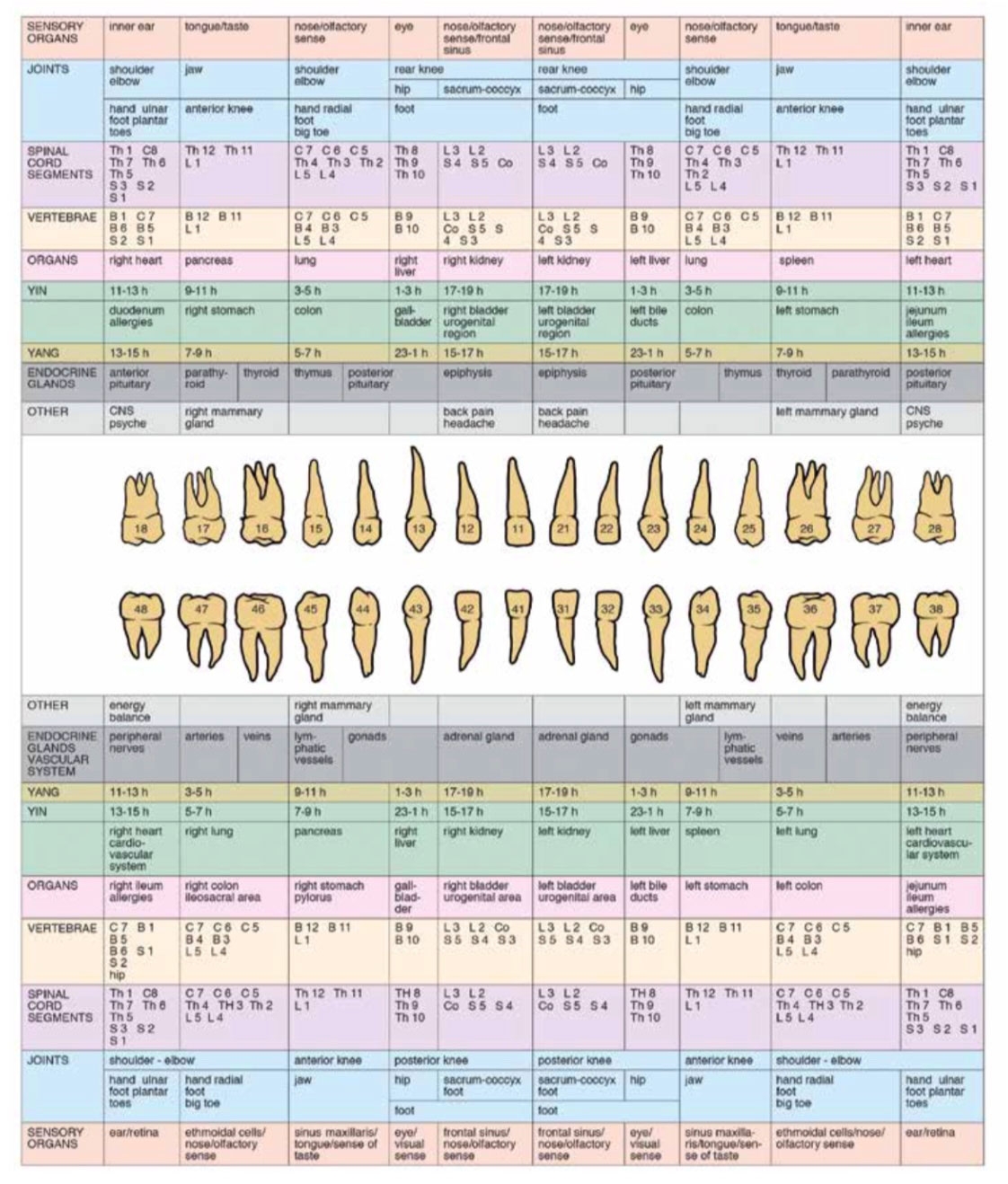 Natural Smiles Of Tampa Bay Tooth Meridian Chart