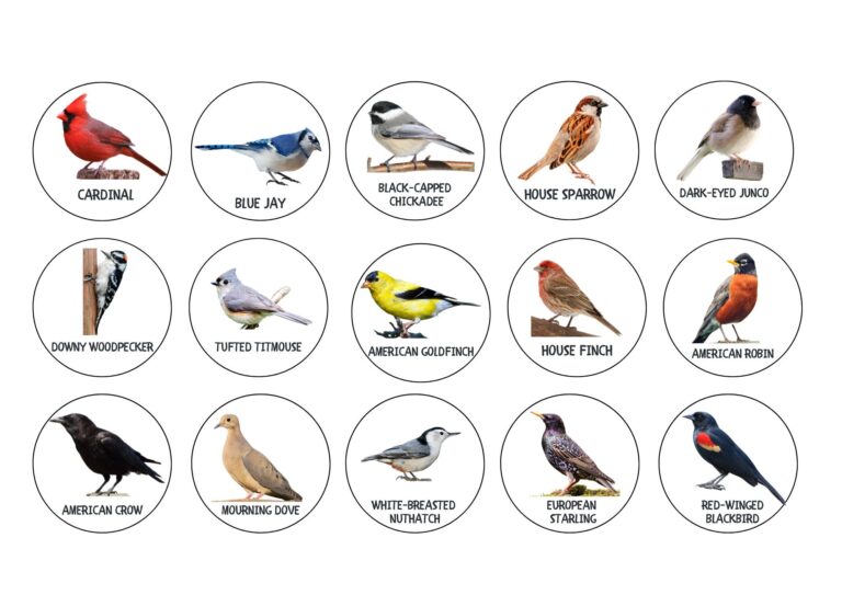 North American Birds Matching Bird Identification Chart Printable Bird Chart Common Birds Identification Charlotte Mason Nature Resource Etsy