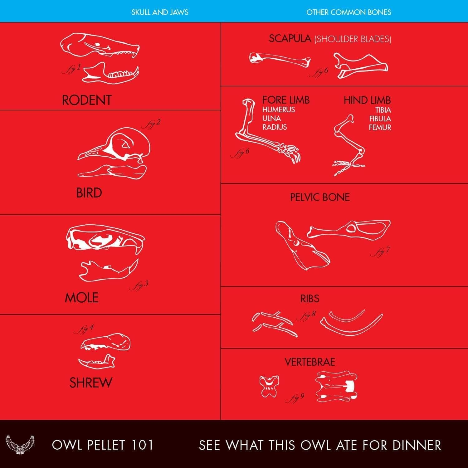 Owl Pellet Bone Chart Free Printable
