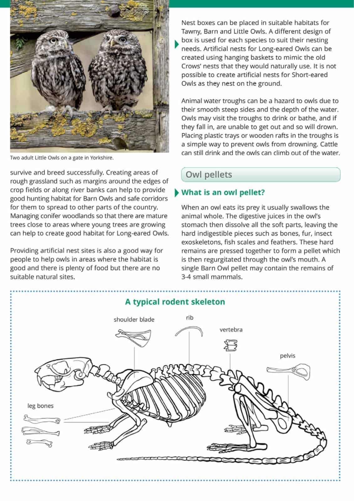 Owls And Owl Pellets Guide Field Studies Council