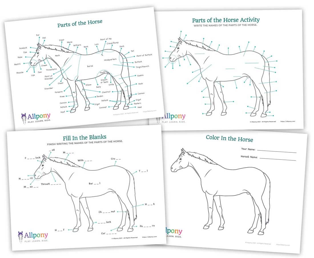 Printable Horse Anatomy Chart Printable Horse Anatomy Chart