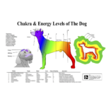 PetMassage Chart 7 Chakra Energy Levels Of The Dog PetMassage Training And Research Institute