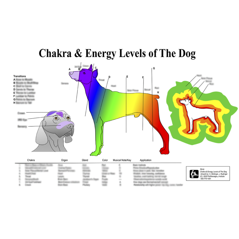 PetMassage Chart 7 Chakra Energy Levels Of The Dog PetMassage Training And Research Institute