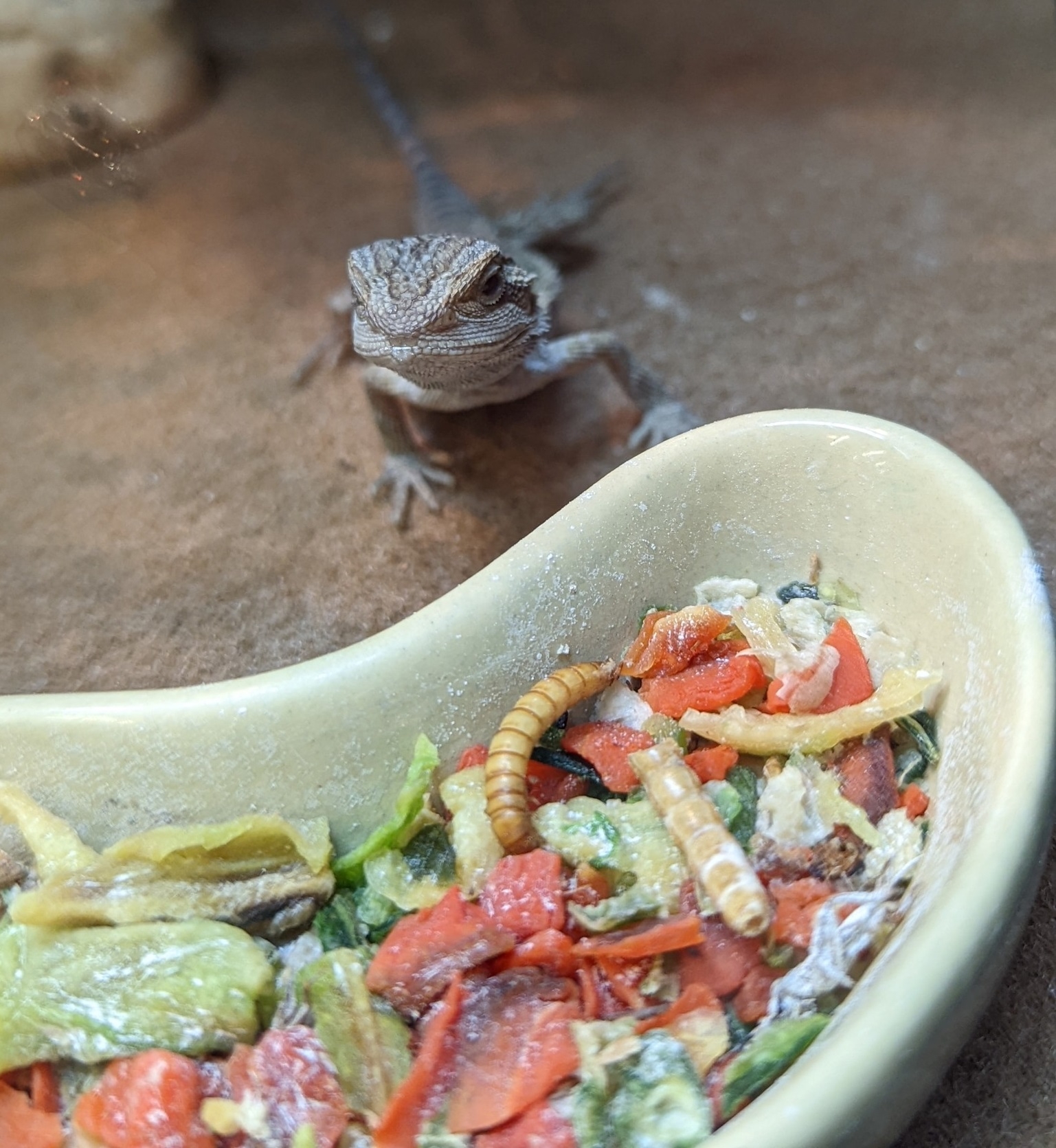 Bearded Dragon Food Chart Printable