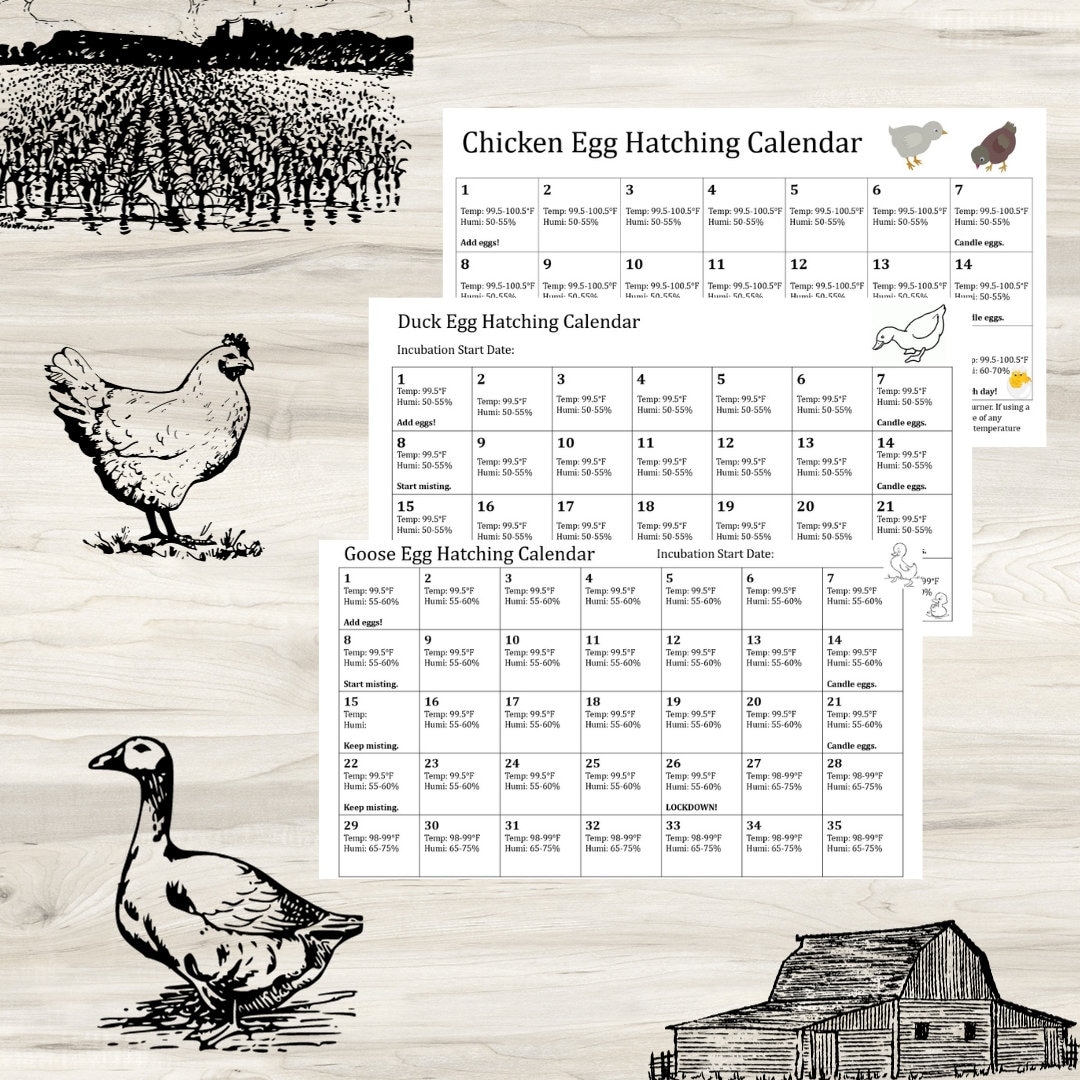 Printable Duck Egg Incubation Calendar Etsy