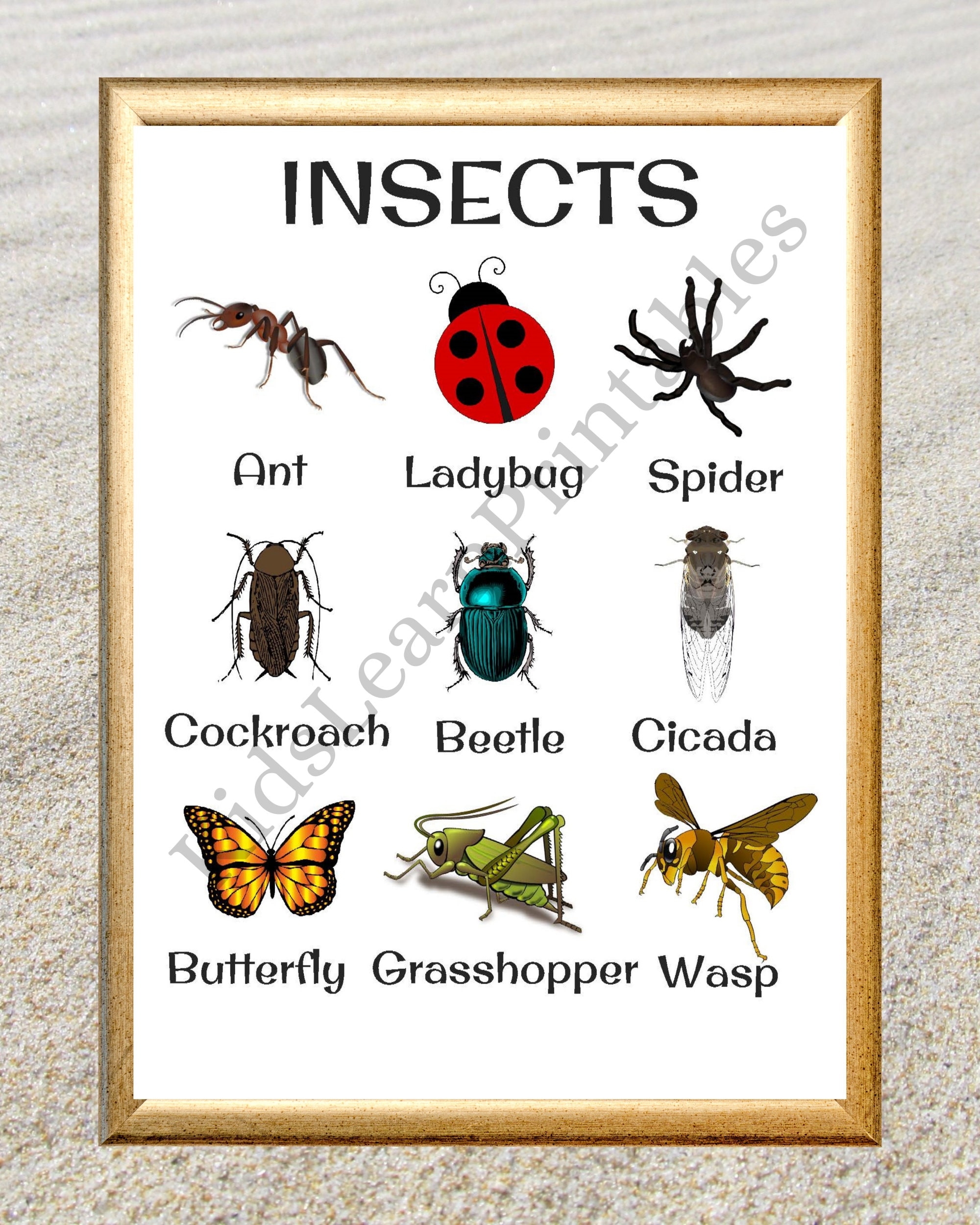 Printable Insects Words Chart Educational Home Learning 8 5 X 11 Inch Instant Download PDF Etsy