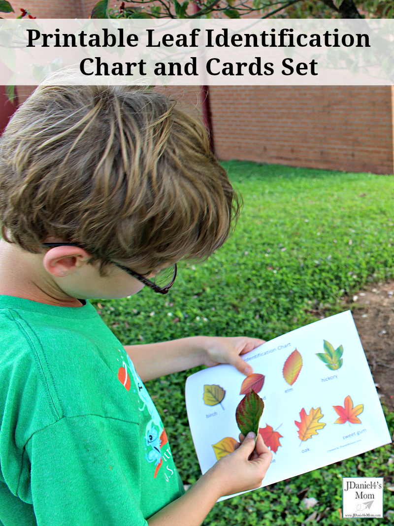 Printable Leaf Identification Chart And Cards Set Printable Leaf Identification Chart And Cards Set