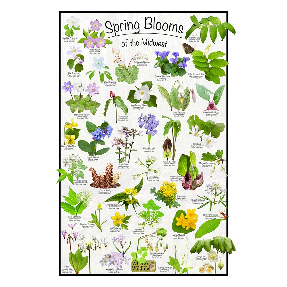 Printable Edible Plants Chart