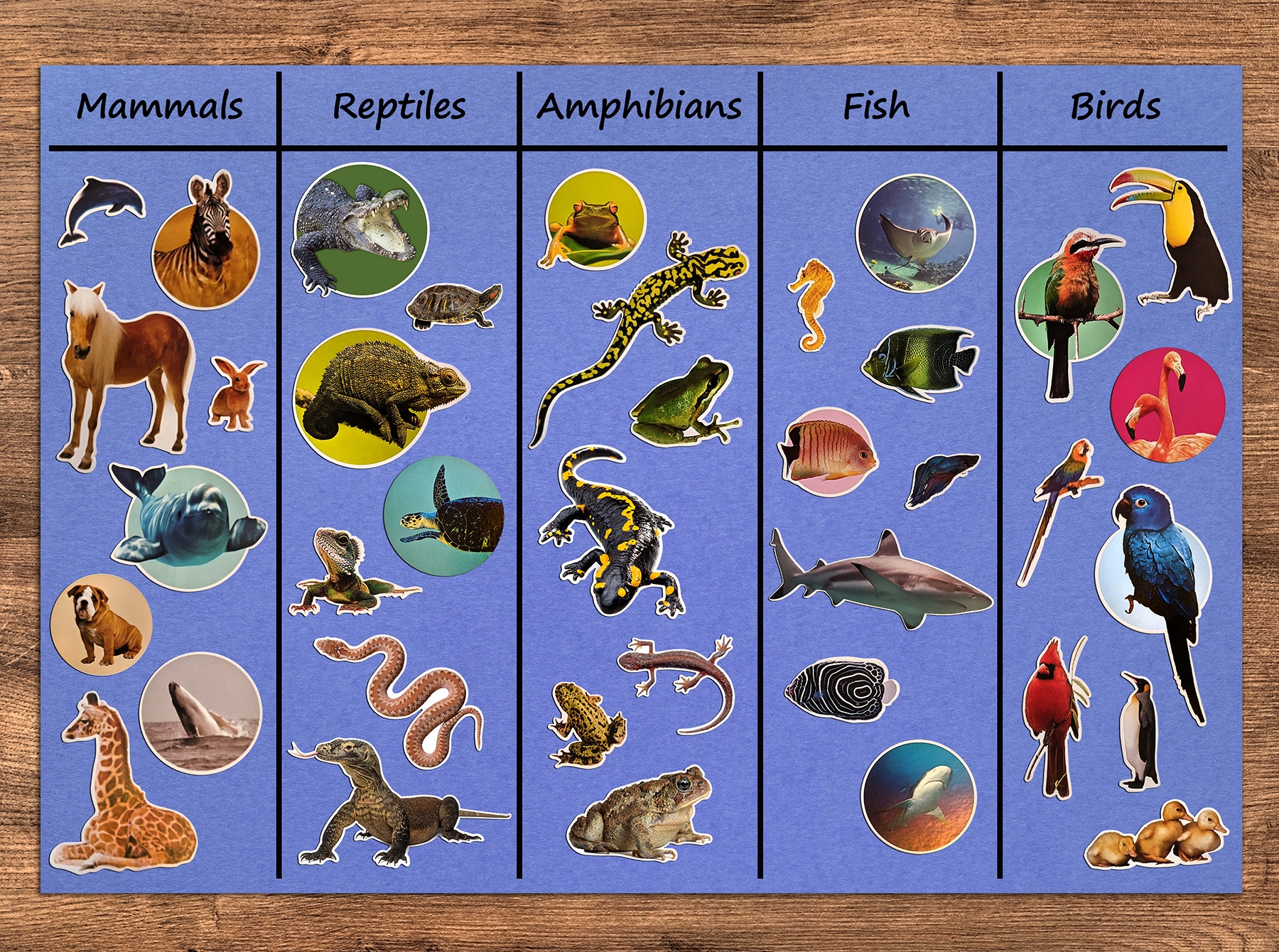 Teach Animal Groups With Stickers Blog Post