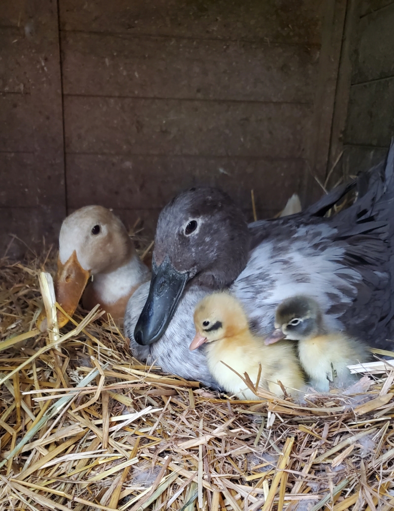 The Beginners Guide To Hatching Duck Eggs with Egg Candling Photos Fresh Eggs Daily Lisa Steele