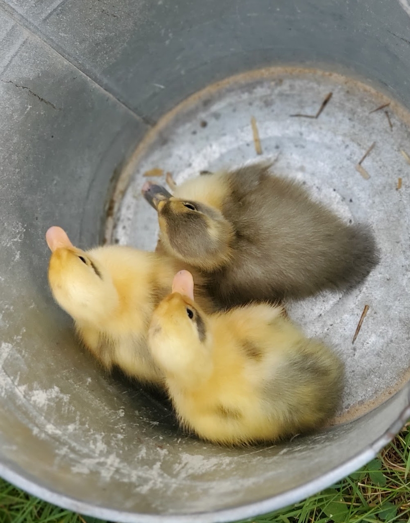 The Beginners Guide To Hatching Duck Eggs with Egg Candling Photos Fresh Eggs Daily Lisa Steele