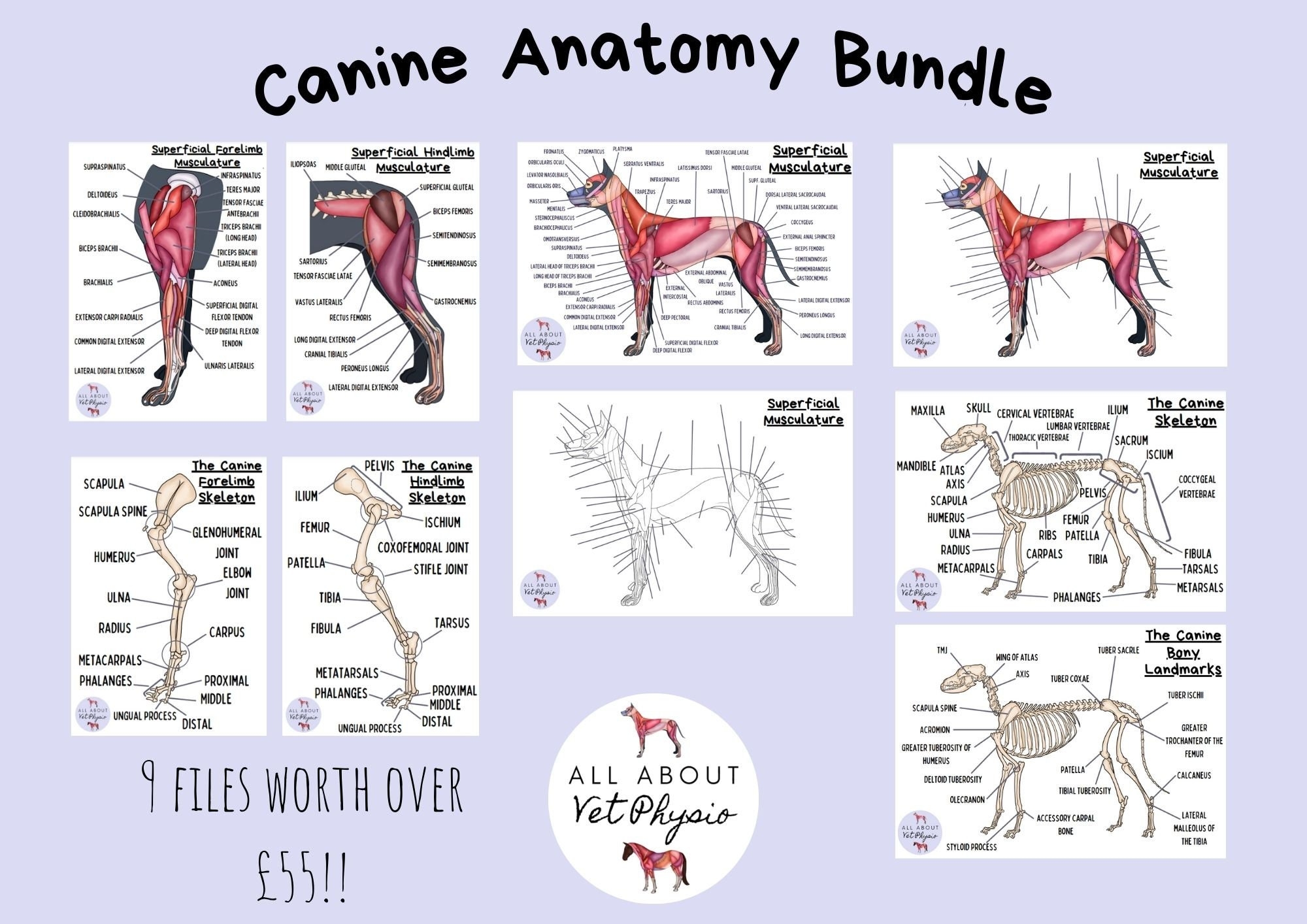 The Canine Anatomy Bundle PDF Download Etsy