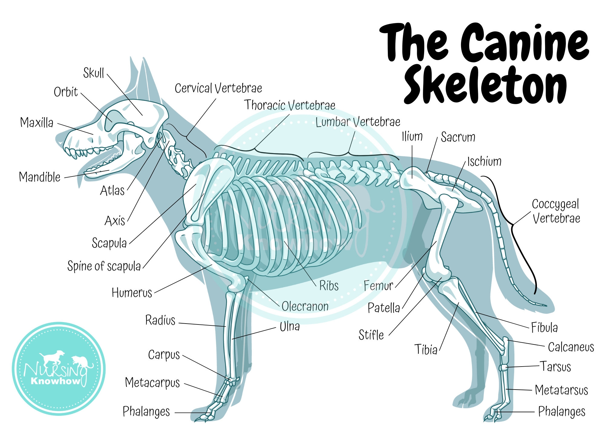 The Canine Skeletal Anatomy Poster Etsy Sweden